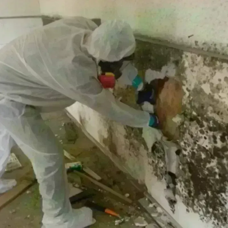 Mold Remediation and Removal in Oregon, OH